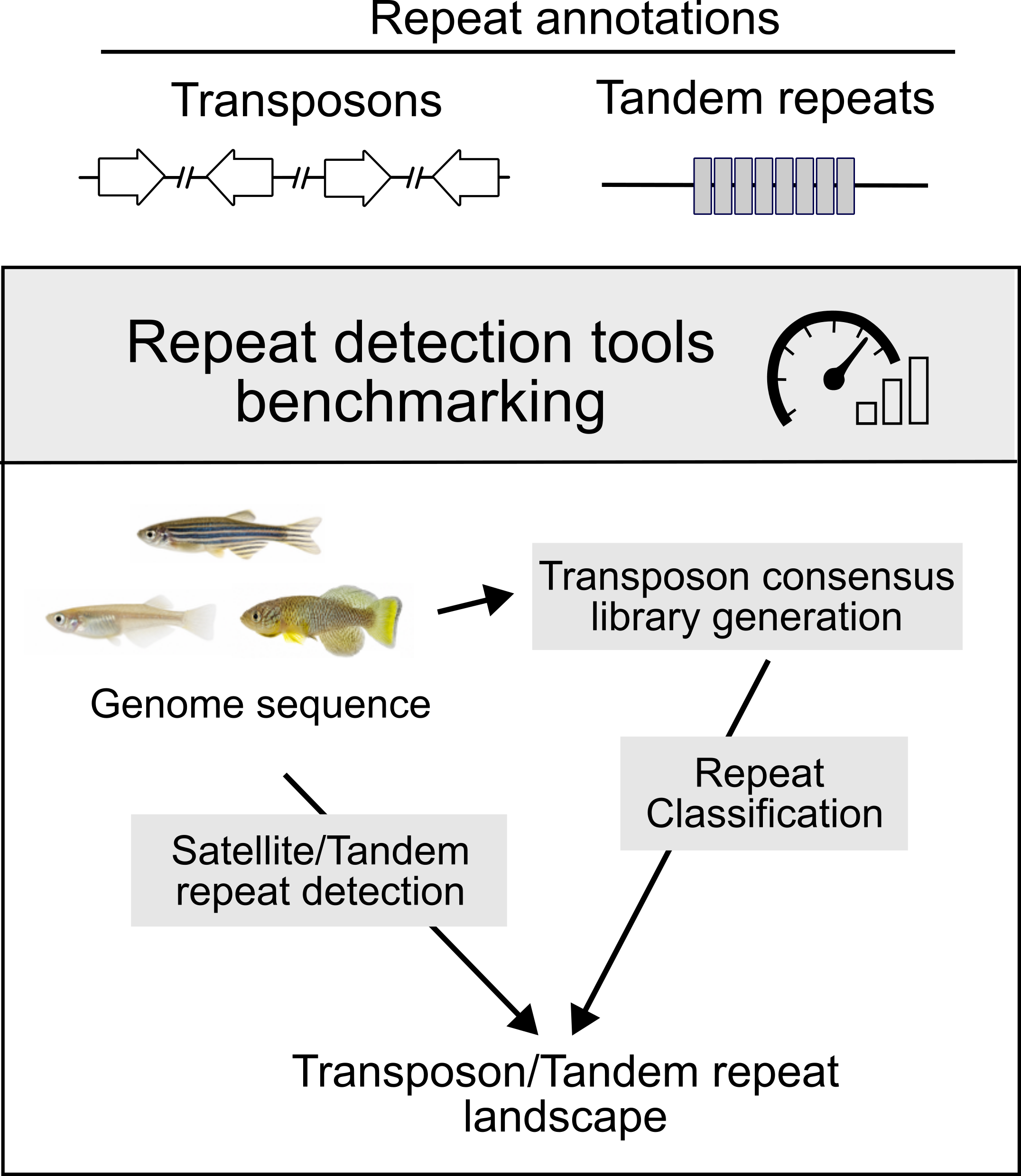 複数の魚類ゲノムで、タンデムリピートの検出とトランスポゾンの同定・分類を組み合わせ、繰り返し配列の全体像を比較する解析の概念図。